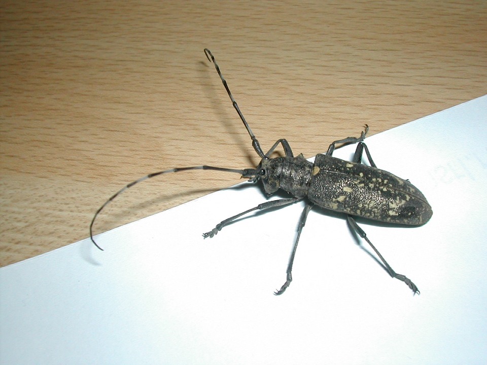femmina di Monochamus cfr sutor